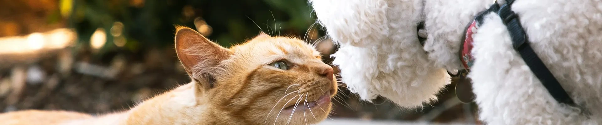 Animal Chiropractic