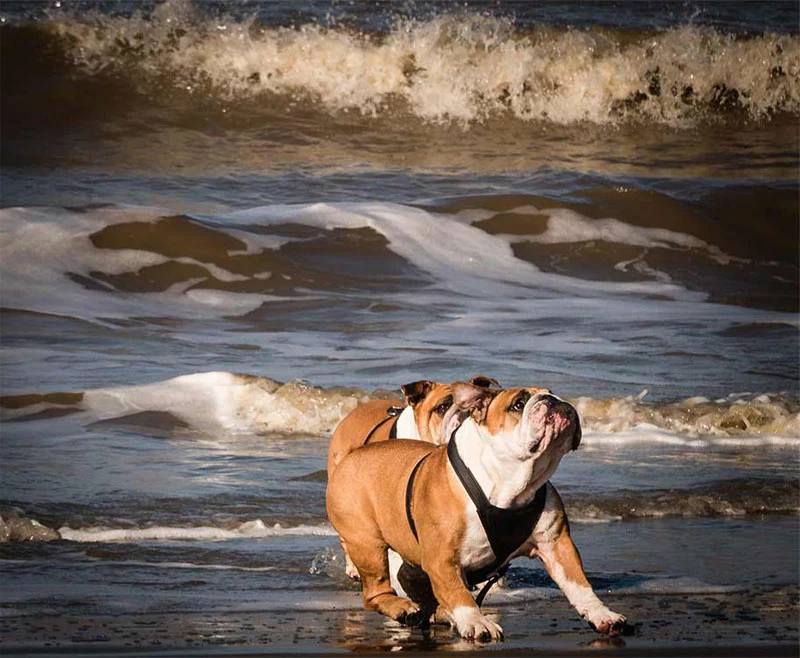 Martin Animal Clinic