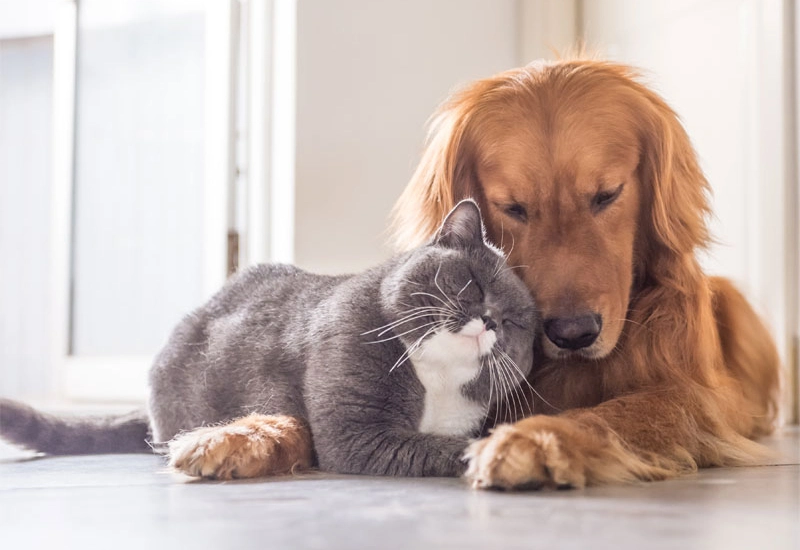 Martin Animal Clinic Martin Animal Clinic