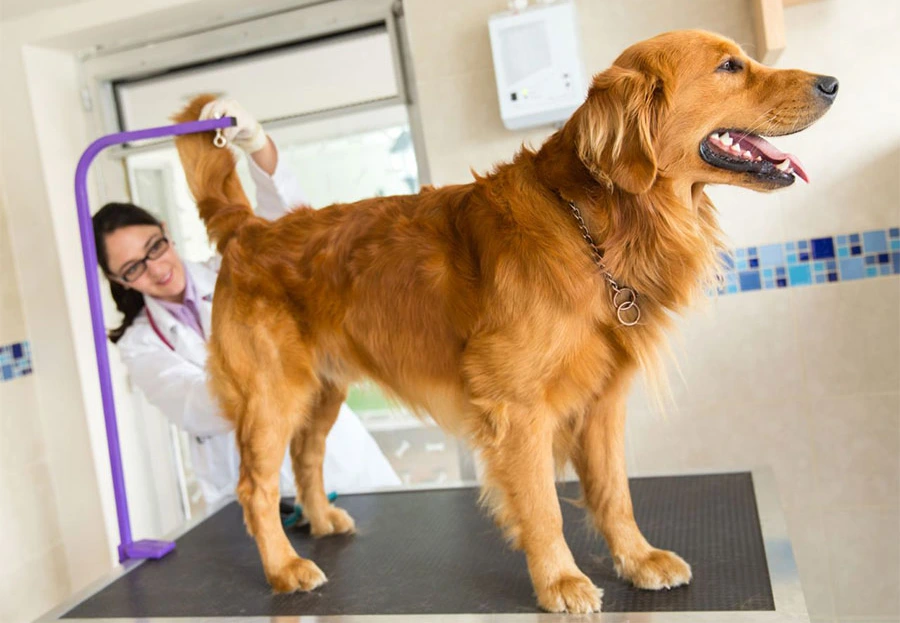 When Anal Gland Issues Become Chronic When Anal Gland Issues Become Chronic