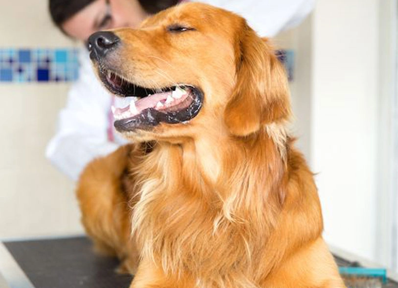 Signs Your Dog May Have Anal Gland Problems Signs Your Dog May Have Anal Gland Problems