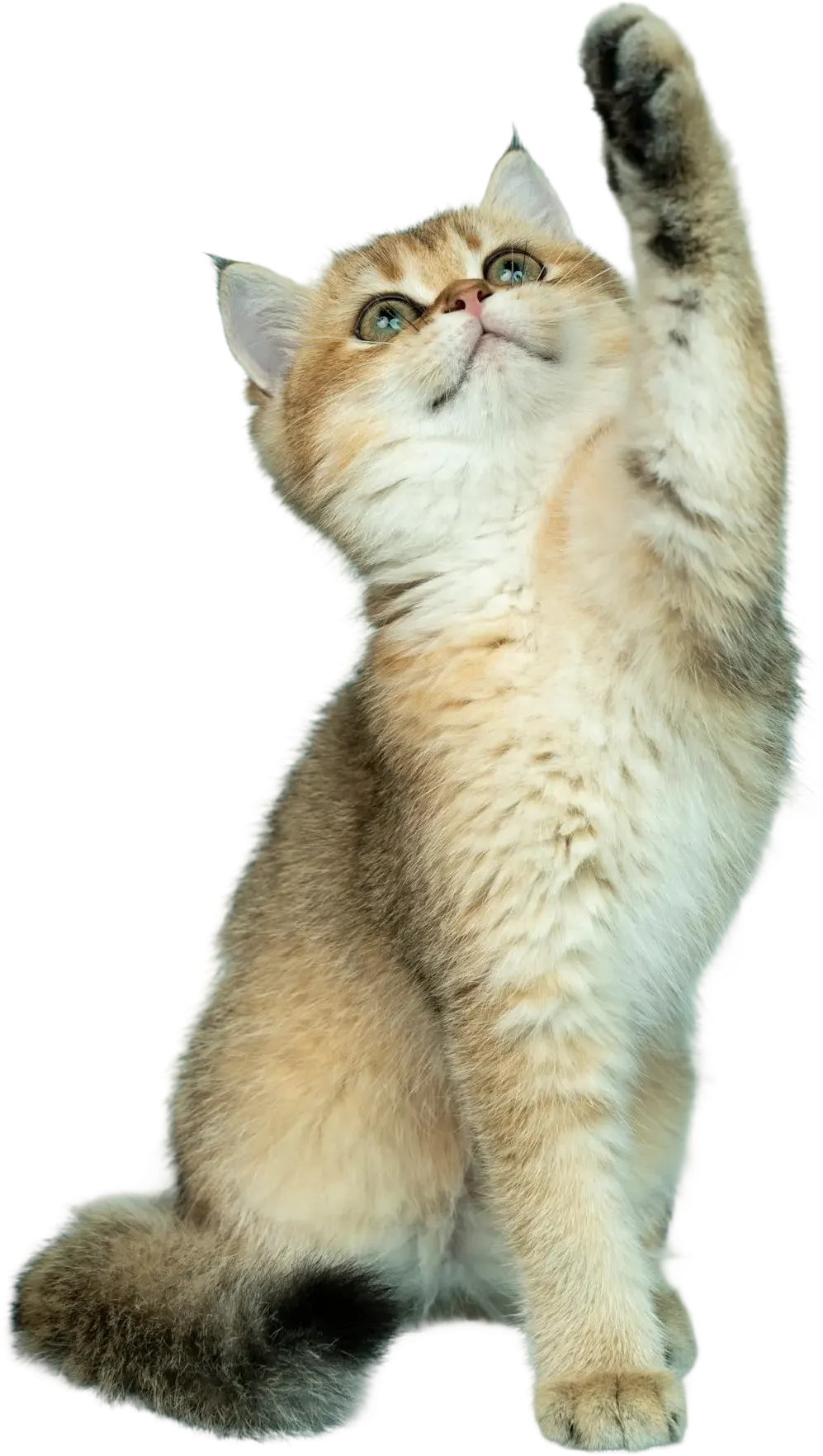 Testimonials Side Image