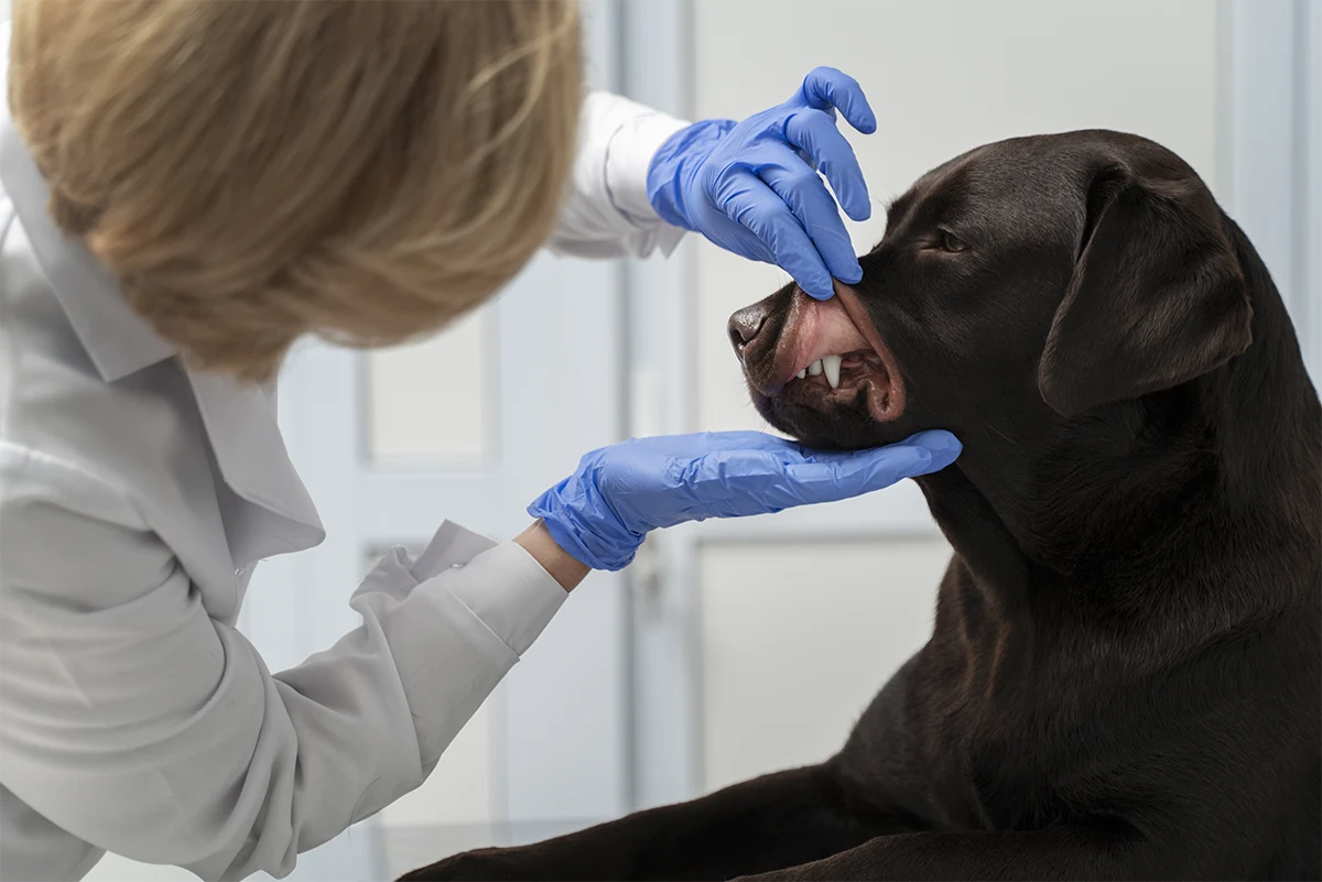 Professional Dental Cleanings & Evaluation