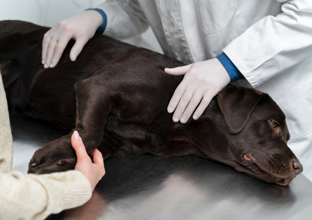 In-House Anesthesiology & Advanced Monitoring