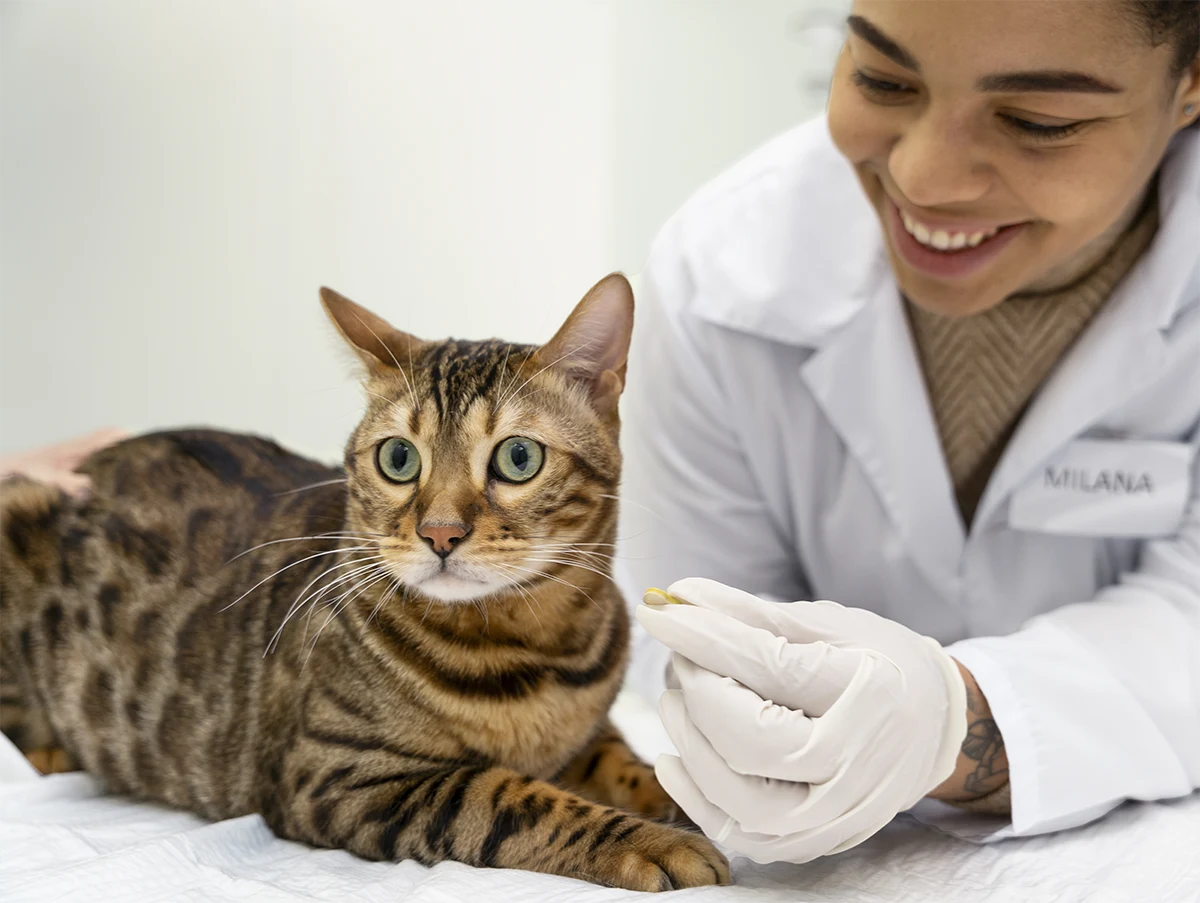 Cat Vaccine Guidelines
