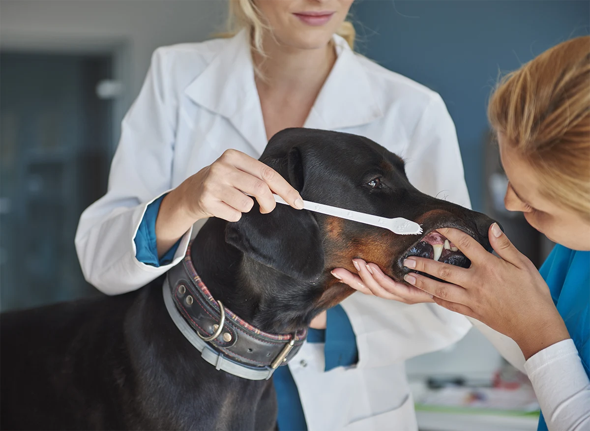 Signs Your Pet May Need Dental Care