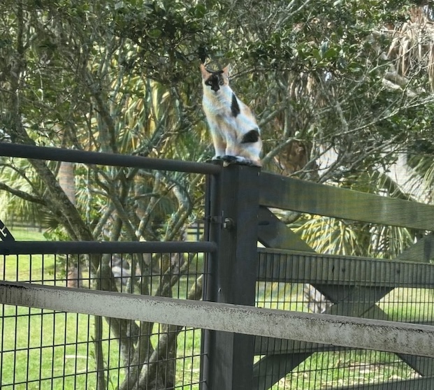 cat jumped on gate